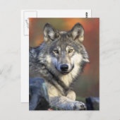 Carte Postale Loup gris photo (Devant / Derrière)