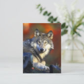 Carte Postale Loup gris, photo numérique d'espèce menacée (Debout devant)