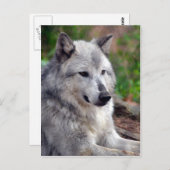 Carte Postale Loup gris Pose-168 (Devant / Derrière)