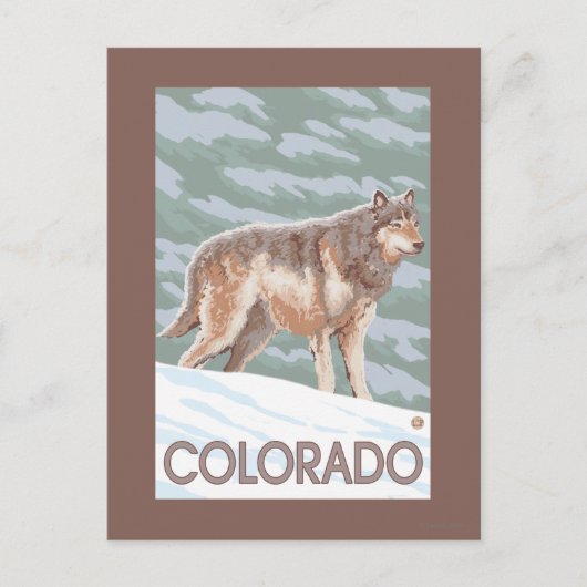 Carte Postale Loup gris Standing Colorado (Devant)
