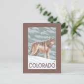 Carte Postale Loup gris Standing Colorado (Debout devant)
