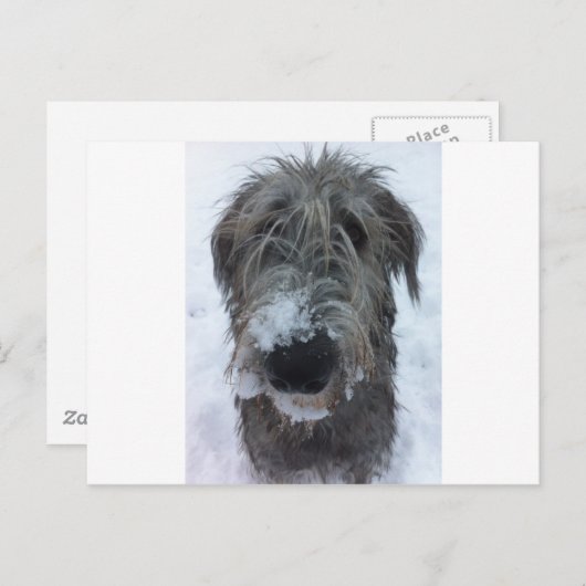 Carte Postale loup irlandais jouant dans la neige (Devant / Derrière)