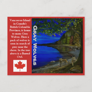 Carte Postale Loup! Loups gris et hibou rayé.