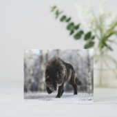 Carte Postale Loup noir en colère (Debout devant)