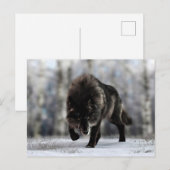 Carte Postale Loup noir en colère (Devant / Derrière)