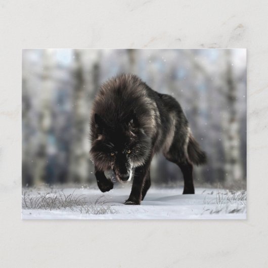 Carte Postale Loup noir en colère (Devant)