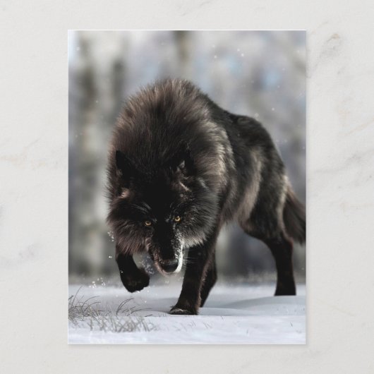 Carte Postale Loup noir en colère (Devant)