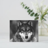 Carte Postale Loup noir et blanc (Debout devant)