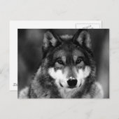 Carte Postale Loup noir et blanc (Devant / Derrière)