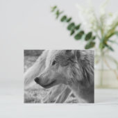 Carte Postale Loup noir et blanc (Debout devant)