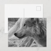 Carte Postale Loup noir et blanc (Devant / Derrière)