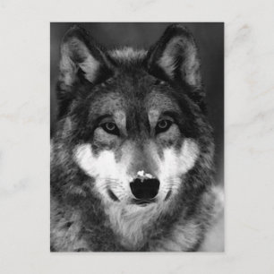Carte Postale Loup noir et blanc