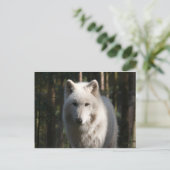 Carte Postale Loup polaire (Debout devant)