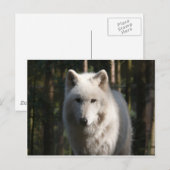 Carte Postale Loup polaire (Devant / Derrière)