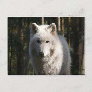 Carte Postale Loup polaire