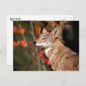 Carte Postale Loup rouge (Devant / Derrière)