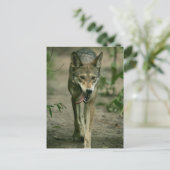 Carte Postale Loup rouge (Debout devant)