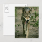 Carte Postale Loup rouge (Devant / Derrière)