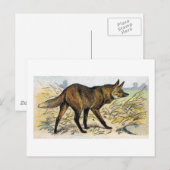 Carte Postale Loup rouge (Devant / Derrière)