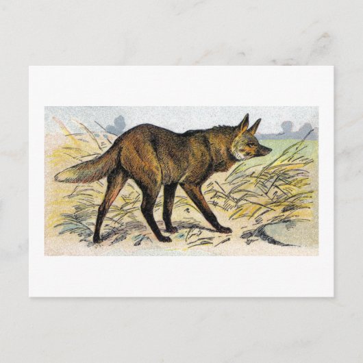 Carte Postale Loup rouge (Devant)