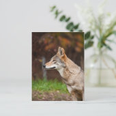 Carte Postale Loup rouge (Debout devant)