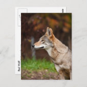 Carte Postale Loup rouge (Devant / Derrière)