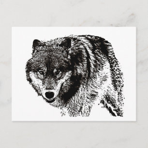 Carte Postale Loup sauvage