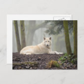 Carte Postale Loup solitaire (Devant / Derrière)