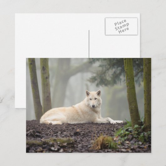 Carte Postale Loup solitaire (Devant / Derrière)