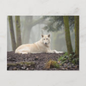 Carte Postale Loup solitaire (Devant)