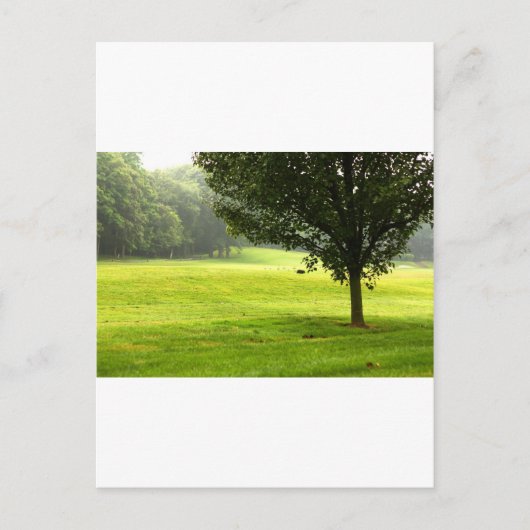 Carte Postale Loup solitaire (Devant)