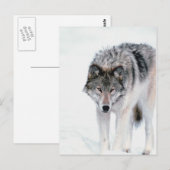 Carte Postale Loup tortueux (Devant / Derrière)