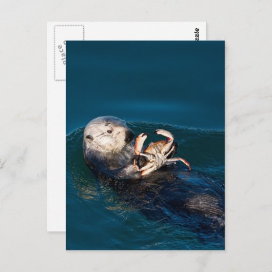 Carte Postale Loupe de mer (Devant / Derrière)