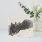 Carte Postale Loupe de mer Coussin la plus souple (Debout devant)