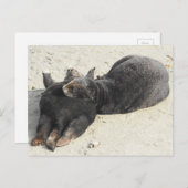 Carte Postale Loupe de mer Coussin la plus souple (Devant / Derrière)