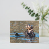 Carte Postale Loupe de mer ensoleillée (Debout devant)