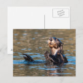 Carte Postale Loupe de mer ensoleillée (Devant / Derrière)