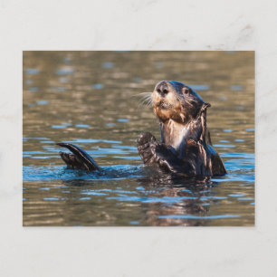 Carte Postale Loupe de mer ensoleillée