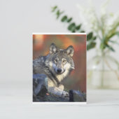 Carte Postale Loups (Debout devant)