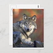 Carte Postale Loups (Devant / Derrière)