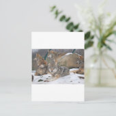 Carte Postale Loups (Debout devant)