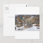 Carte Postale Loups (Devant / Derrière)