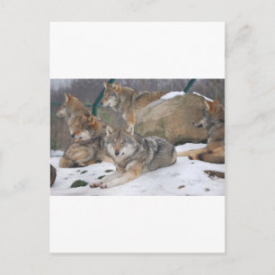 Carte Postale Loups