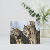 Carte Postale loups (Debout devant)