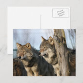 Carte Postale loups (Devant / Derrière)