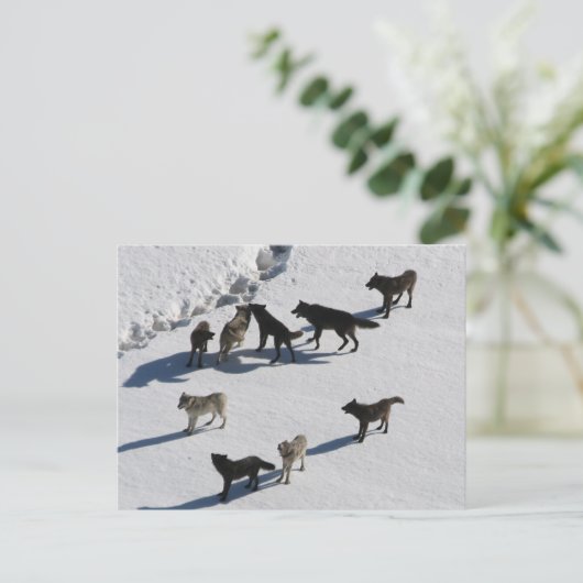 Carte Postale Loups (Debout devant)