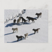 Carte Postale Loups (Devant)