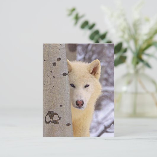 Carte Postale Loups blancs (Debout devant)