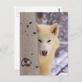 Carte Postale Loups blancs (Devant / Derrière)
