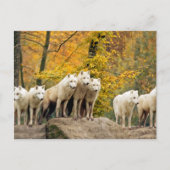 Carte Postale Loups blancs d'Alaska dans la forêt (Devant)